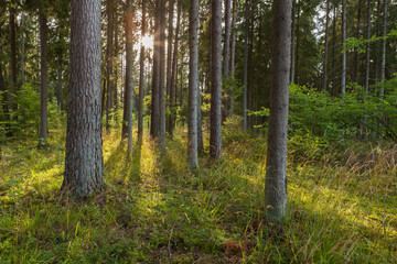 Dark forest sunlight landscape