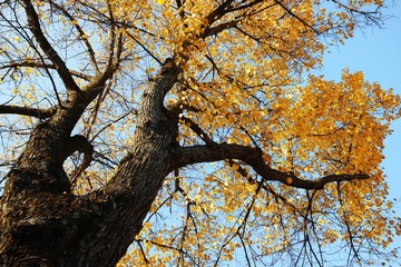 High old tree under blue sky.