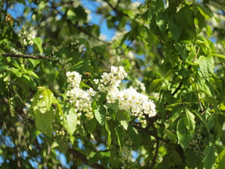 Blooming bird cherry. Russia, Ural, Perm region