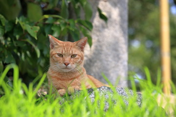 見送りをしてくれた猫　男木島（香川県）