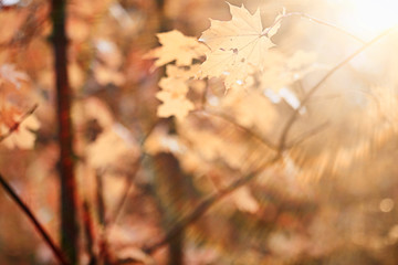 Autumn rain in the park