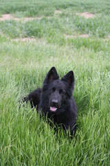 German Shepherd K9 puppy dog