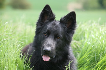 German Shepherd K9 puppy dog