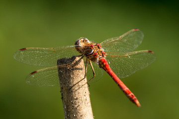 Dragonfly