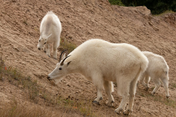 Snow goat, Oreamus americanus