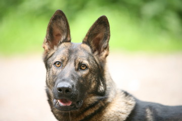 German Shepherd K9 puppy dog