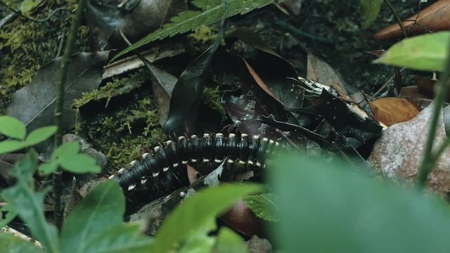 yellow spotted tractor millipede walks across the forest floor