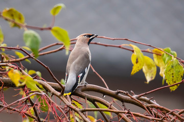 Waxwing, Bohemian Waxwing.  Bombycilla garrulus