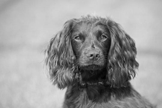 Working Field spaniel puppy dog K9