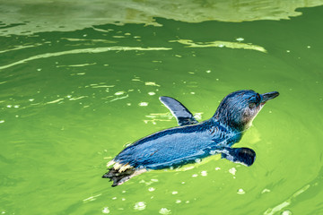 penguine in the water