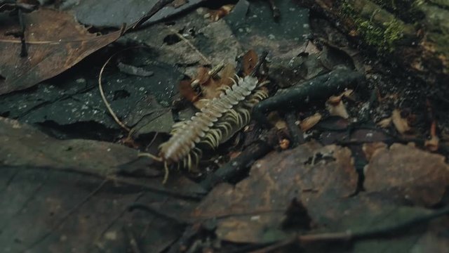Tractor millipede alias Polydesmida walks across the forest floor with red velvet mite parasites on his back