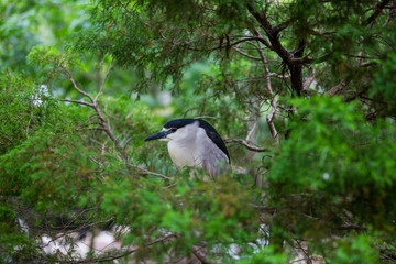 Nesting Black-crowned Night-Heron