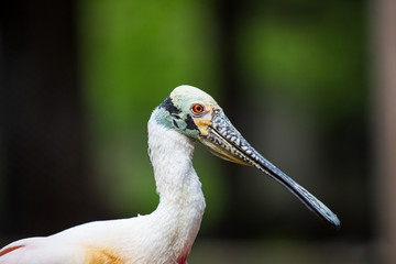Roseate Spoonbill Portrait
