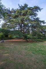 Zedern im Schlosspark von Weinheim