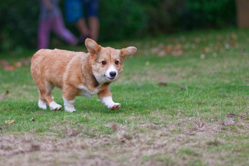 corgi puppy walking on a grass lawn