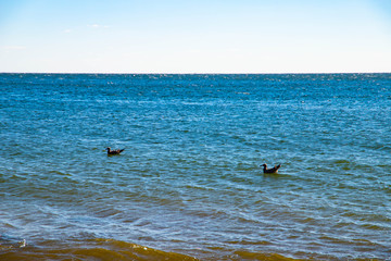 Fototapeta premium Seashore Brooklyn 