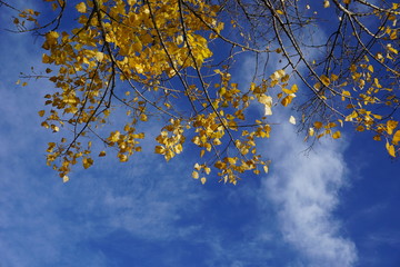 gelbe Lindenblätter im Herbst vor blauen Himmel