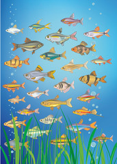 Obraz premium pesci d'acquario vettoriali