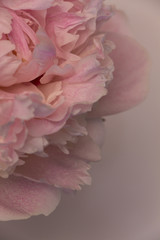 Peony petal. Pink peony. Peony flower. Background