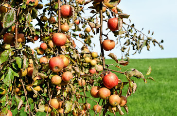Apfelbaum im Chiemgau