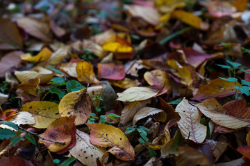 autumn leaves in field