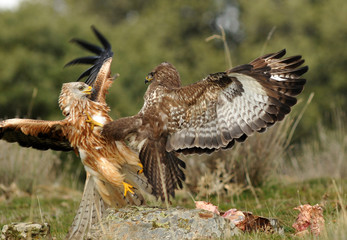 Pelea entre ratonero y milano