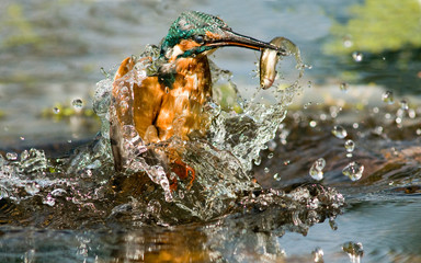 Martin pescador pescando