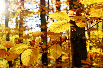 Herbstwald im Chiemgau - Bayern