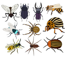 Fototapeta premium vector isolated set of insects and spiders