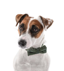 Cute funny dog on white background