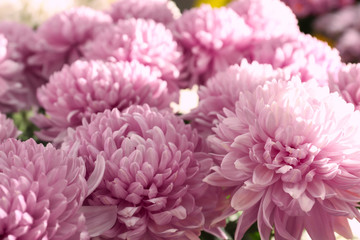 Plenty of beautiful chrysanthemum flowers