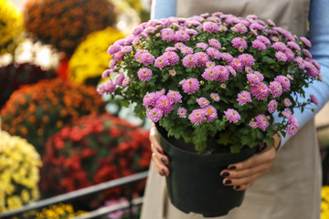 Saleswoman holding pot with beautiful chrysanthemum flowers in shop