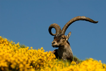 Macho montés entre piornos en gredos