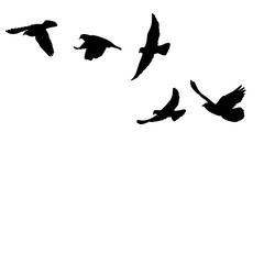 vector, isolated, black silhouette many bird flying