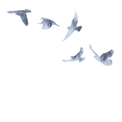 isolated flock of birds flying, gray watercolor silhouette