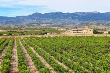 Fototapeta na wymiar Vineyard in La Rioja, the largest wine producing region in Spain