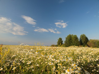 Obraz premium Chamomile field, summer. Russia, Ural, Perm region