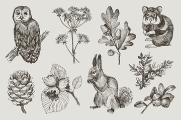 Collection of highly detailed hand drawn owl, hamster, squirrel, acorns, fir branch, berries, pine cone, hazelnut isolated on background. Vector design - 232075708