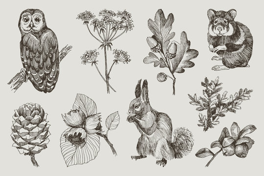 Collection of highly detailed hand drawn owl, hamster, squirrel, acorns, fir branch, berries, pine cone, hazelnut isolated on background. Vector design