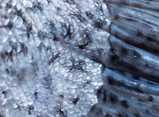 fish scales as background © studybos