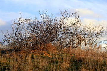 Fototapeta premium Golden autumn in the steppe at sunset. The Astrakhan region. Russia.