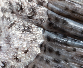 fish scales as background © studybos