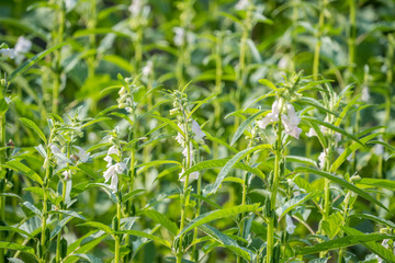 Sesame field and beautiful flowers in Xigang, Tainan, Taiwan, close up, macro