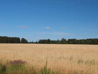 Golden wheat field, summer. Russia, Ural, Perm region