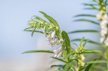 Sesame field and beautiful flowers in Xigang, Tainan, Taiwan, close up, macro