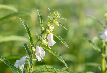 Sesame field and beautiful flowers in Xigang, Tainan, Taiwan, close up, macro