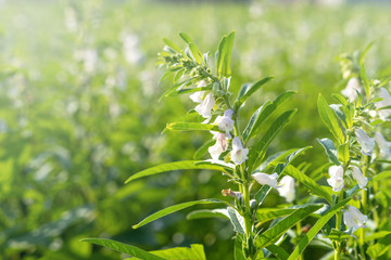 Sesame field and beautiful flowers in Xigang, Tainan, Taiwan, close up, macro