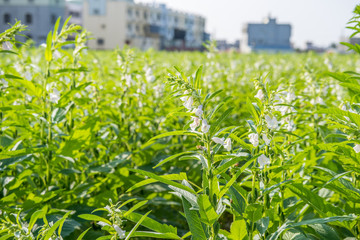 Sesame field and beautiful flowers in Xigang, Tainan, Taiwan, close up, macro