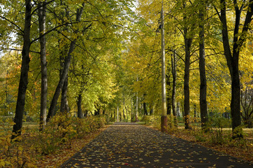 Naklejka premium autumn