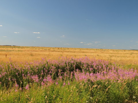 Russian field. Russian summer nature. Russia, Ural, Perm region © Max G K